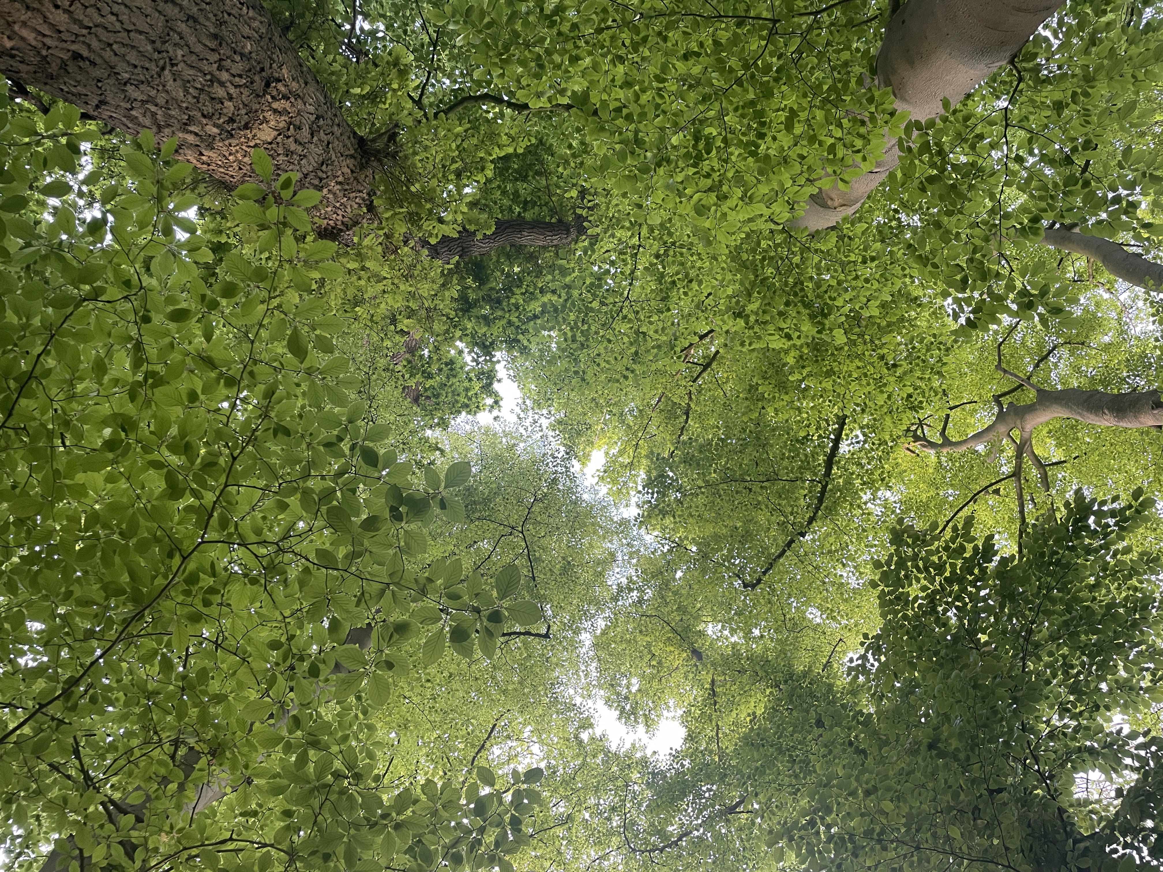 In the forest